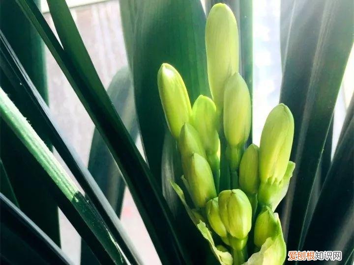如何养花常识，养花也要做功课，40条经验一掌握，啥花都能养的好！