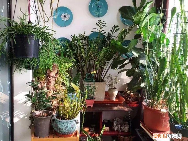如何养花常识，养花也要做功课，40条经验一掌握，啥花都能养的好！