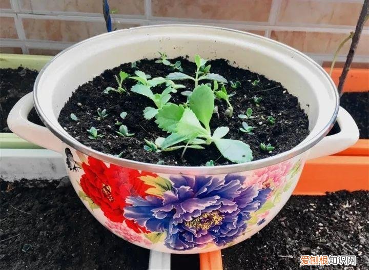 如何养花常识，养花也要做功课，40条经验一掌握，啥花都能养的好！