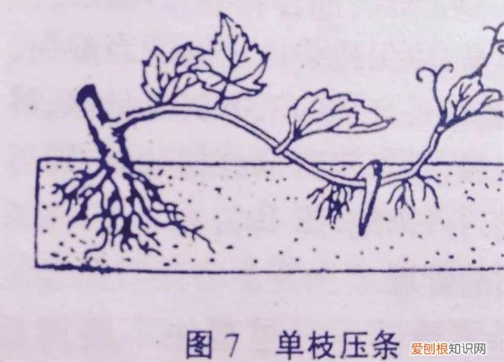 如何养花常识，养花也要做功课，40条经验一掌握，啥花都能养的好！