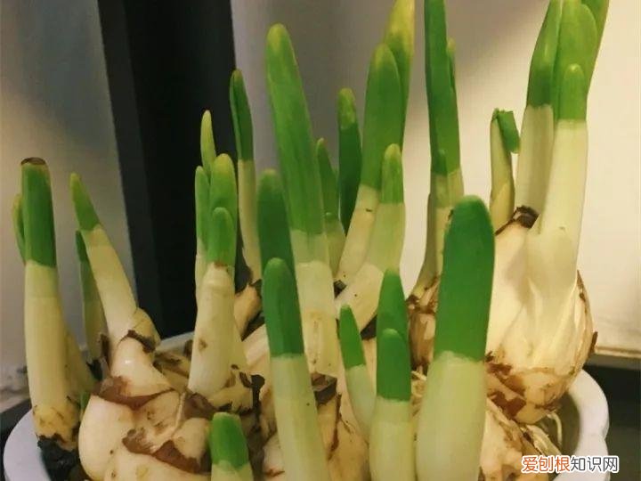 如何养花常识，养花也要做功课，40条经验一掌握，啥花都能养的好！