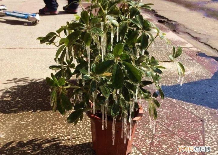 如何养花常识，养花也要做功课，40条经验一掌握，啥花都能养的好！
