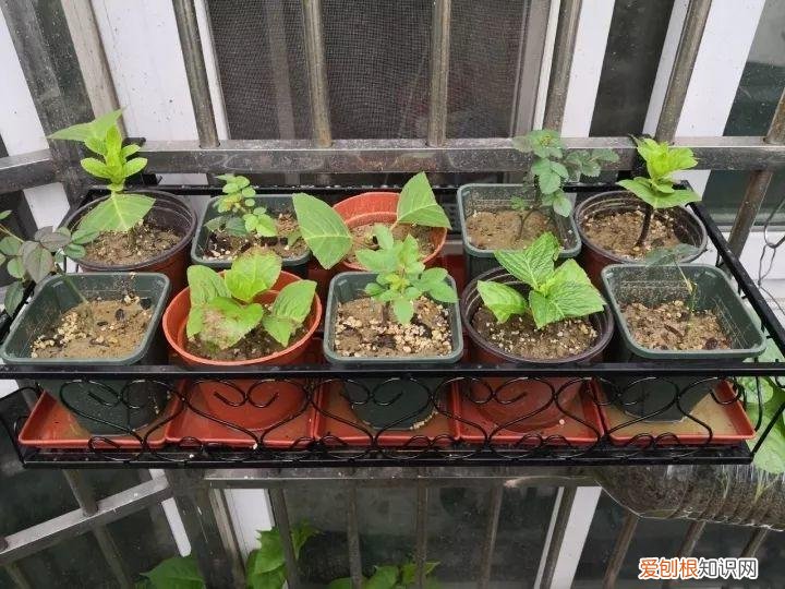 如何养花常识，养花也要做功课，40条经验一掌握，啥花都能养的好！