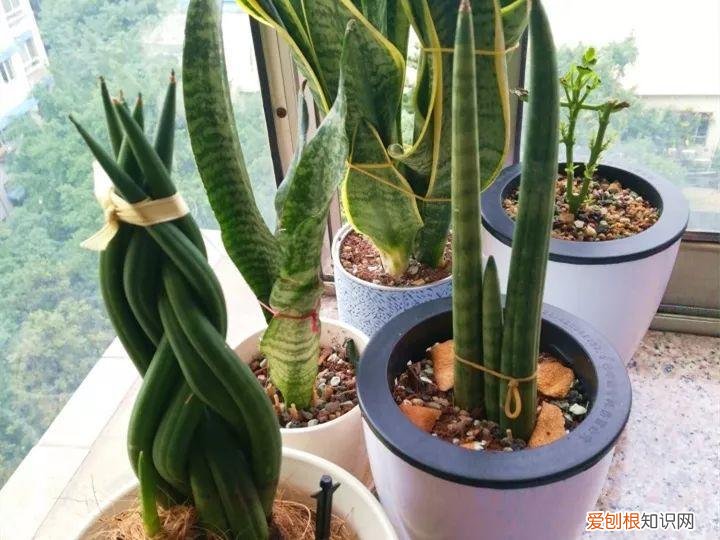 如何养花常识，养花也要做功课，40条经验一掌握，啥花都能养的好！