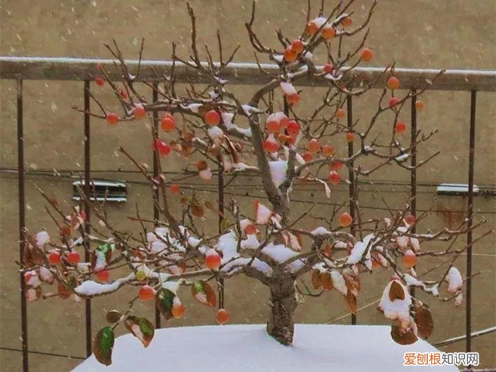 如何养花常识，养花也要做功课，40条经验一掌握，啥花都能养的好！