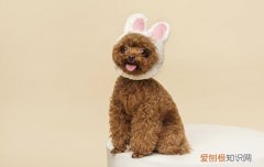 幼犬为什么嗜睡 幼犬嗜睡正常吗