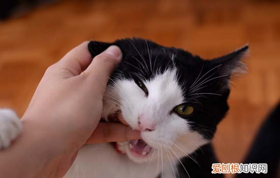 猫咪呕吐怎么办，猫咪呕吐怎么办黄水