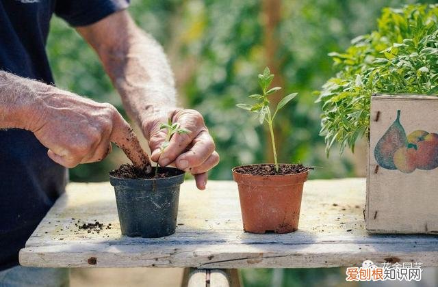 万能花盆给我们一个什么道理，一个花盆中蕴含的知识，助你“养花”更上一层楼，太多人不知道！