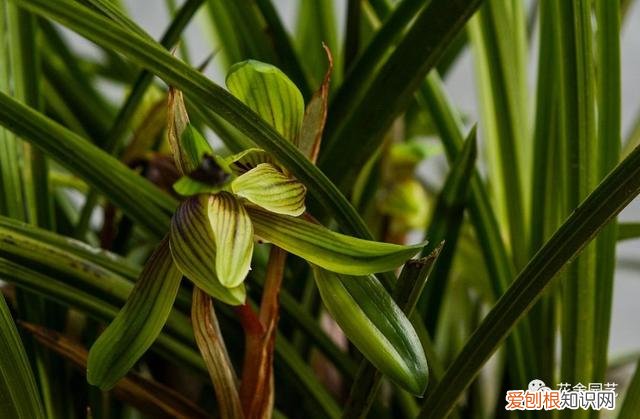 万能花盆给我们一个什么道理，一个花盆中蕴含的知识，助你“养花”更上一层楼，太多人不知道！