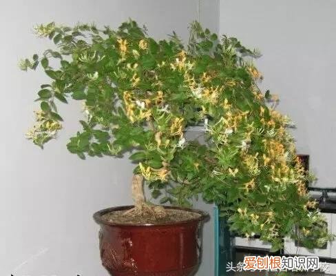 请教养花的技术，养花知识大全，喜欢养花者，总有一款适合你