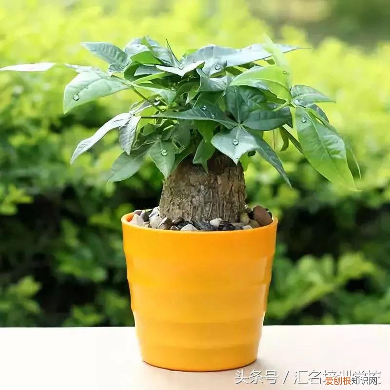 请教养花的技术，养花知识大全，喜欢养花者，总有一款适合你