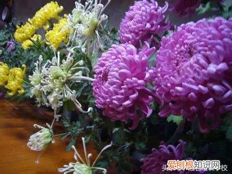 请教养花的技术，养花知识大全，喜欢养花者，总有一款适合你