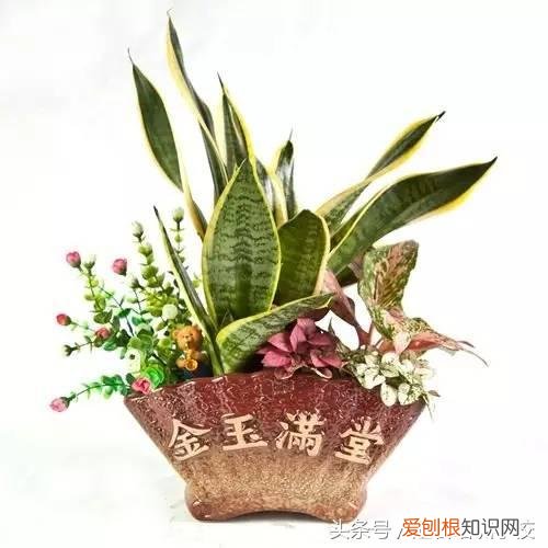 请教养花的技术，养花知识大全，喜欢养花者，总有一款适合你