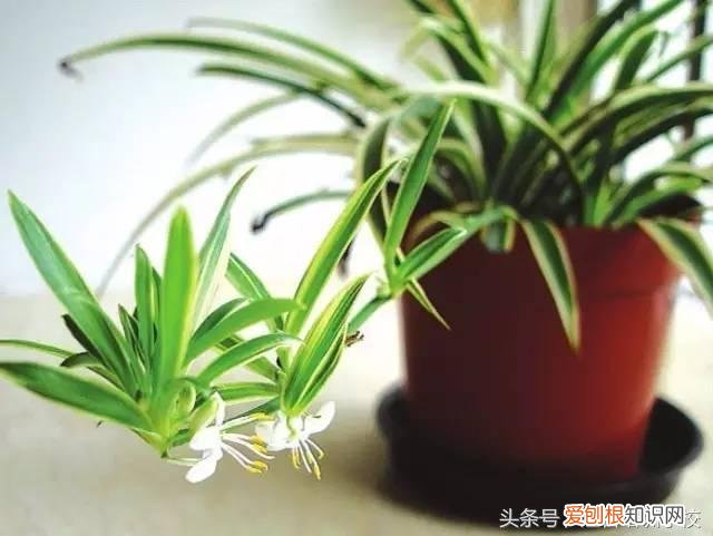 请教养花的技术，养花知识大全，喜欢养花者，总有一款适合你