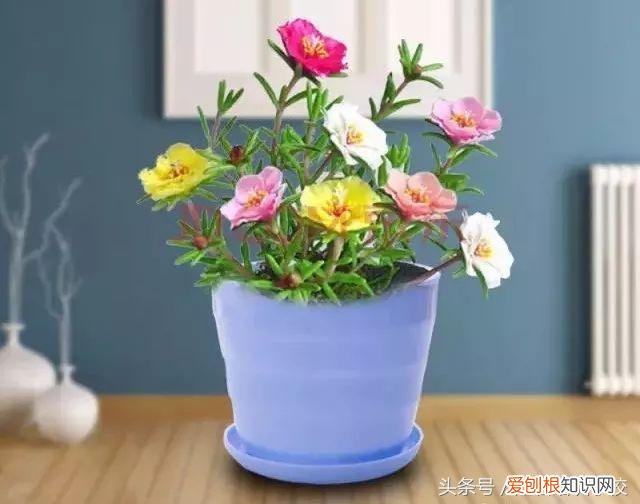 请教养花的技术，养花知识大全，喜欢养花者，总有一款适合你