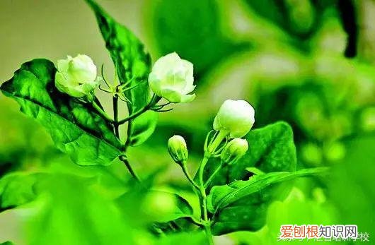 请教养花的技术，养花知识大全，喜欢养花者，总有一款适合你