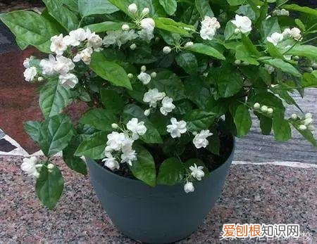 请教养花的技术，养花知识大全，喜欢养花者，总有一款适合你