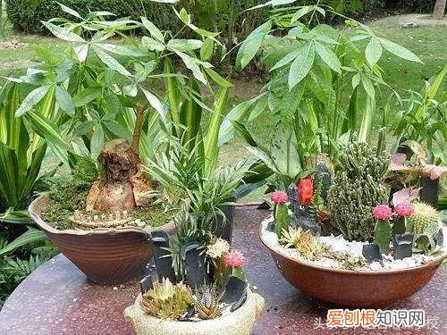 请教养花的技术，养花知识大全，喜欢养花者，总有一款适合你