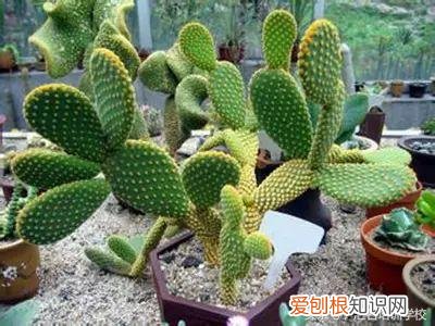 请教养花的技术，养花知识大全，喜欢养花者，总有一款适合你