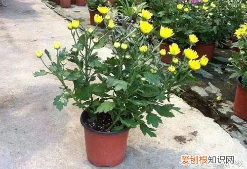 请教养花的技术，养花知识大全，喜欢养花者，总有一款适合你