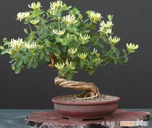 请教养花的技术，养花知识大全，喜欢养花者，总有一款适合你