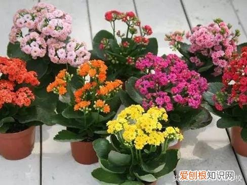 请教养花的技术，养花知识大全，喜欢养花者，总有一款适合你