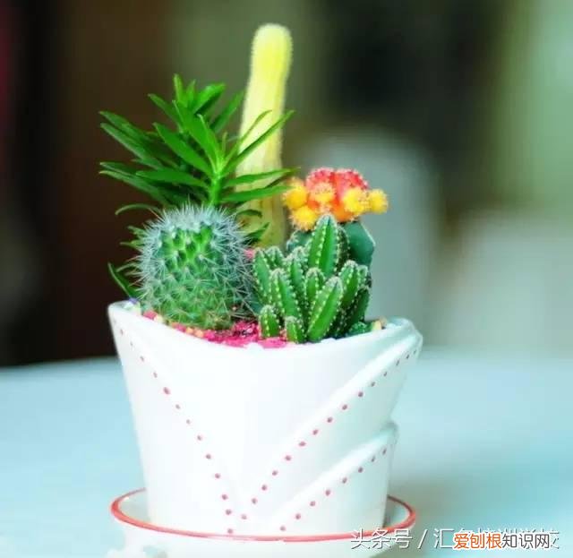 请教养花的技术，养花知识大全，喜欢养花者，总有一款适合你