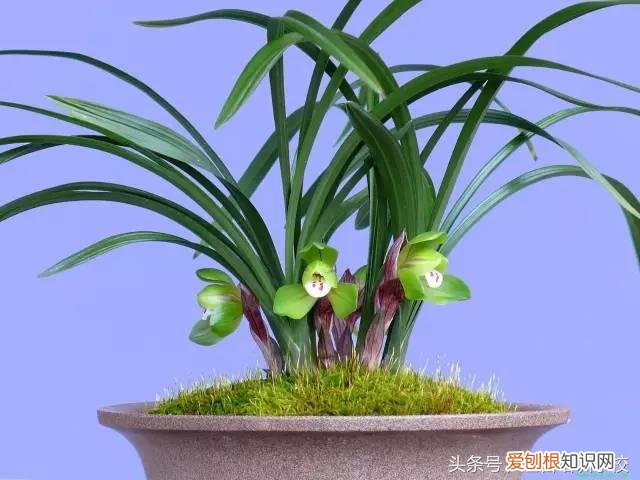 请教养花的技术，养花知识大全，喜欢养花者，总有一款适合你