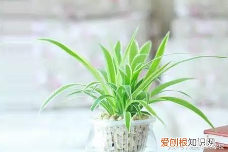 请教养花的技术，养花知识大全，喜欢养花者，总有一款适合你