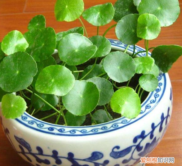 适合养花新手养的花，新手养花，没有专业知识、经验咋办？盆栽这5款植物，好看好养