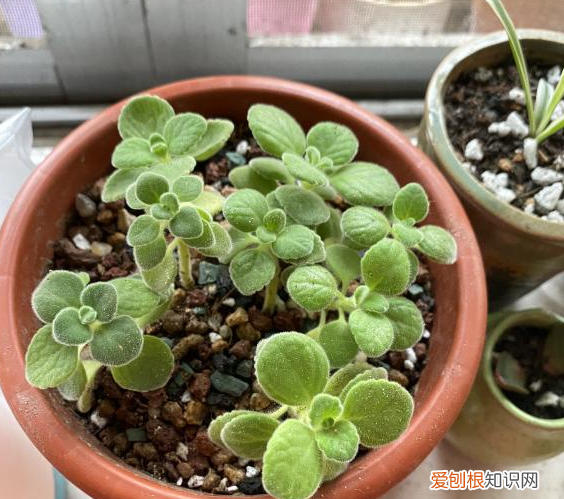 适合养花新手养的花，新手养花，没有专业知识、经验咋办？盆栽这5款植物，好看好养