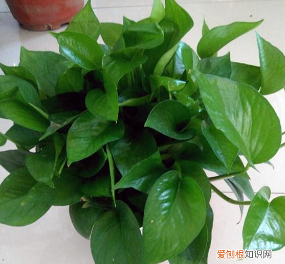 适合养花新手养的花，新手养花，没有专业知识、经验咋办？盆栽这5款植物，好看好养