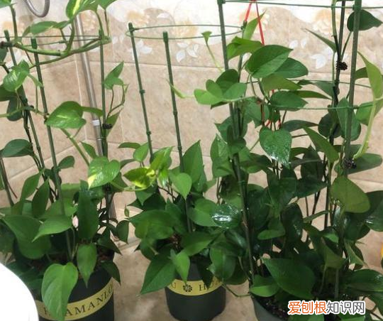 适合养花新手养的花，新手养花，没有专业知识、经验咋办？盆栽这5款植物，好看好养