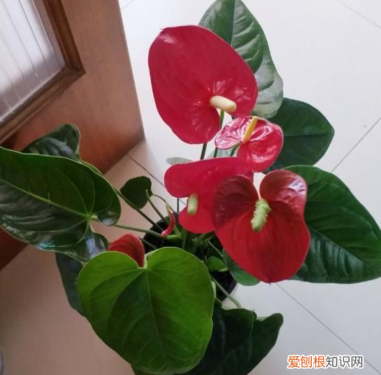 适合养花新手养的花，新手养花，没有专业知识、经验咋办？盆栽这5款植物，好看好养