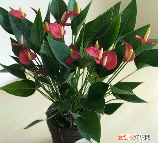 适合养花新手养的花，新手养花，没有专业知识、经验咋办？盆栽这5款植物，好看好养