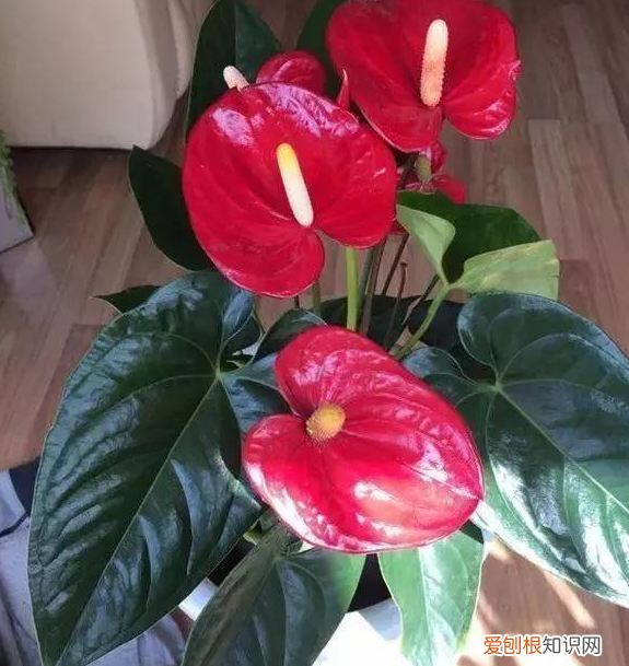 适合养花新手养的花，新手养花，没有专业知识、经验咋办？盆栽这5款植物，好看好养