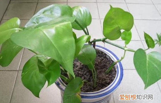 适合养花新手养的花，新手养花，没有专业知识、经验咋办？盆栽这5款植物，好看好养