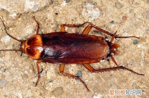 动物的小知识大世界，奇怪的知识又增加了：10个动物冷知识，刷新你的世界观