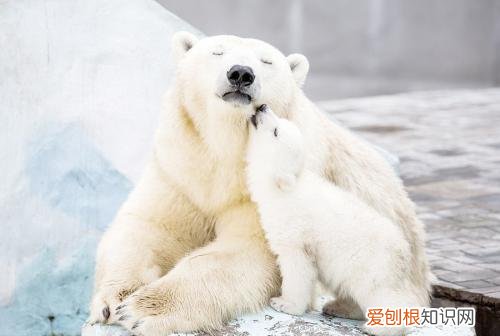 动物的小知识大世界，奇怪的知识又增加了：10个动物冷知识，刷新你的世界观