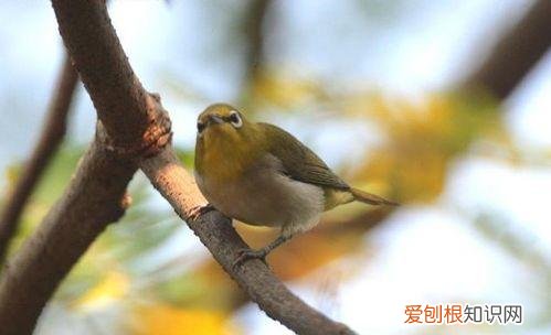 动物的小知识大世界，奇怪的知识又增加了：10个动物冷知识，刷新你的世界观