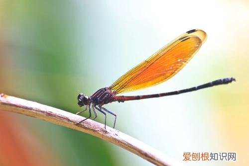 动物的小知识大世界，奇怪的知识又增加了：10个动物冷知识，刷新你的世界观