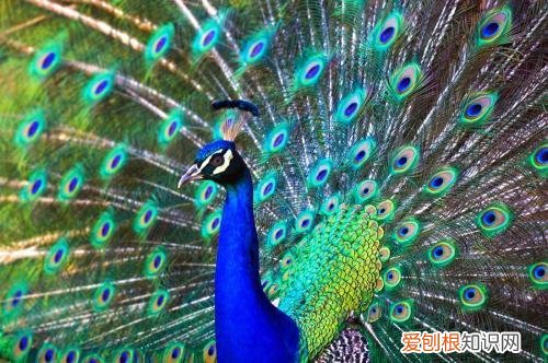 动物的小知识大世界，奇怪的知识又增加了：10个动物冷知识，刷新你的世界观