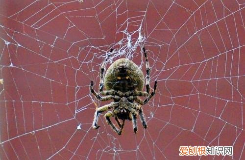 动物的小知识大世界，奇怪的知识又增加了：10个动物冷知识，刷新你的世界观