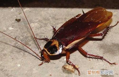 动物的小知识大世界，奇怪的知识又增加了：10个动物冷知识，刷新你的世界观