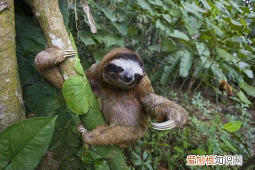 动物的小知识大世界，奇怪的知识又增加了：10个动物冷知识，刷新你的世界观