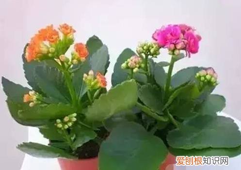 太好了，快分享给朋友吧！ 关于养花的小知识，养花知识45种，
