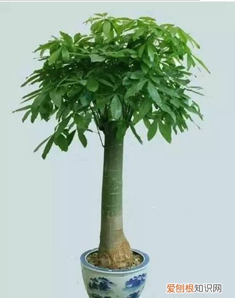 太好了，快分享给朋友吧！ 关于养花的小知识，养花知识45种，