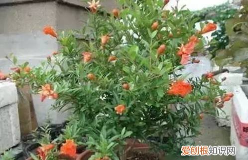 太好了，快分享给朋友吧！ 关于养花的小知识，养花知识45种，