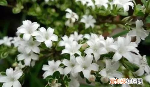 太好了，快分享给朋友吧！ 关于养花的小知识，养花知识45种，