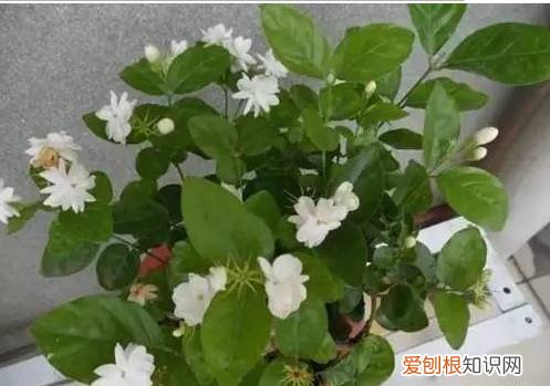 太好了，快分享给朋友吧！ 关于养花的小知识，养花知识45种，